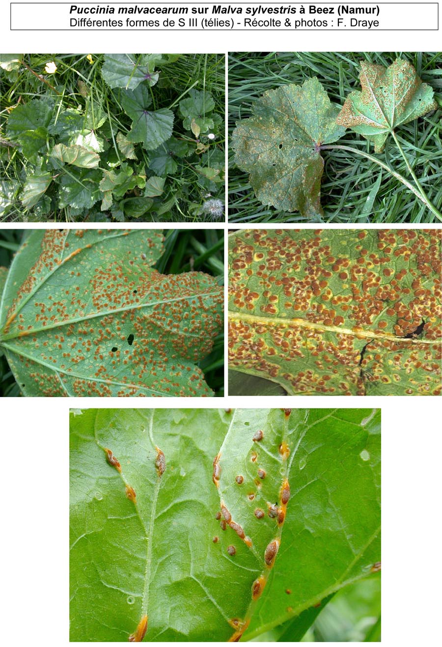 Puccinia malvacearum